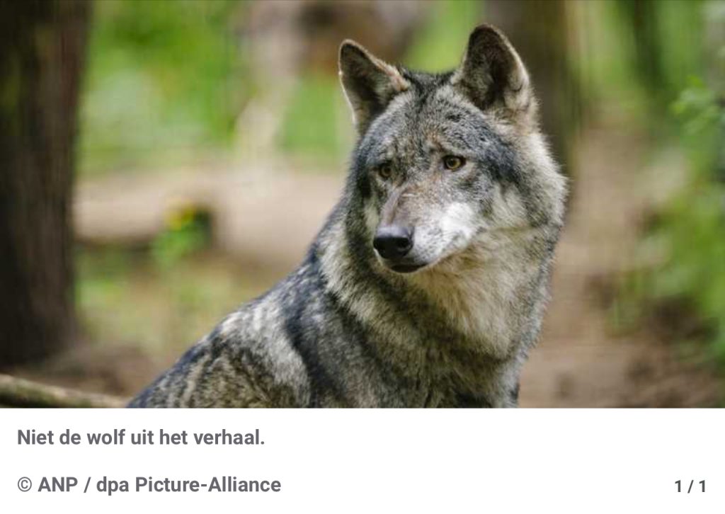 Gelderland geeft groen licht voor afschot ‘probleemwolf’ na bijtincident met hardloopster op de Veluwe