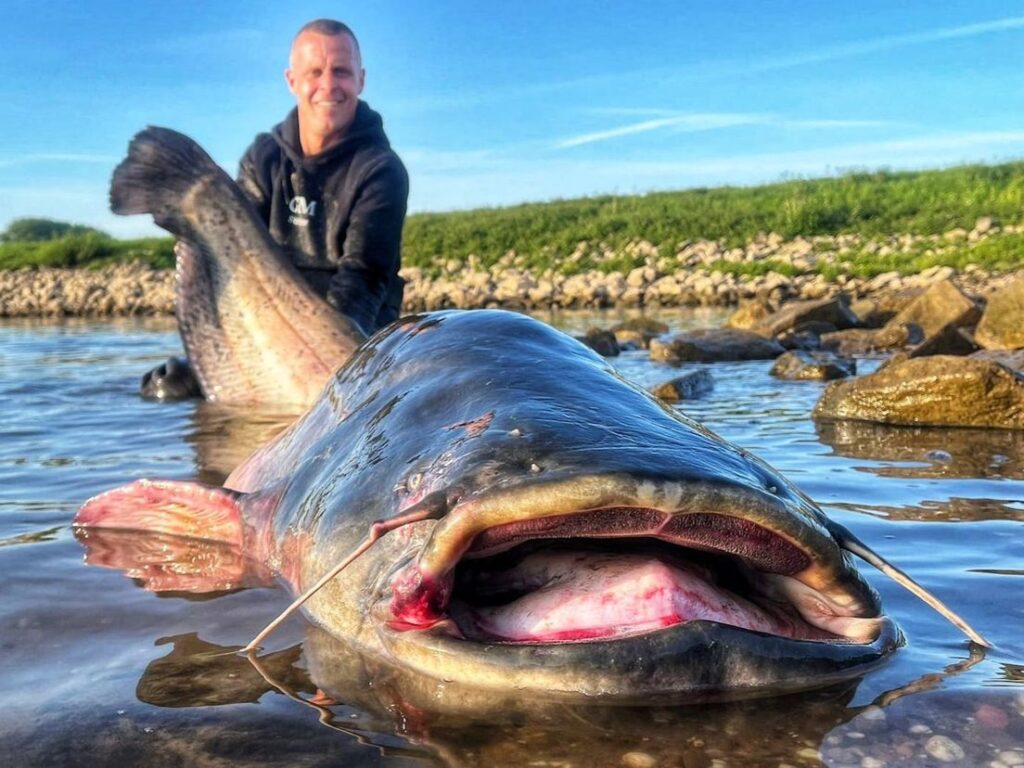 Monstermeerval van 2,47 meter uit de Waal: Paul Breems verbreekt opnieuw Nederlands record
