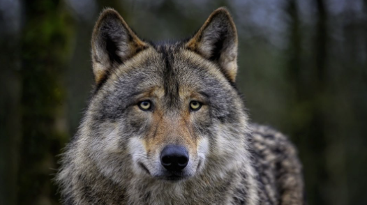 BEWONERS IN SHOCK – Wolf duikt op in woonwijk Wijk bij Duurstede