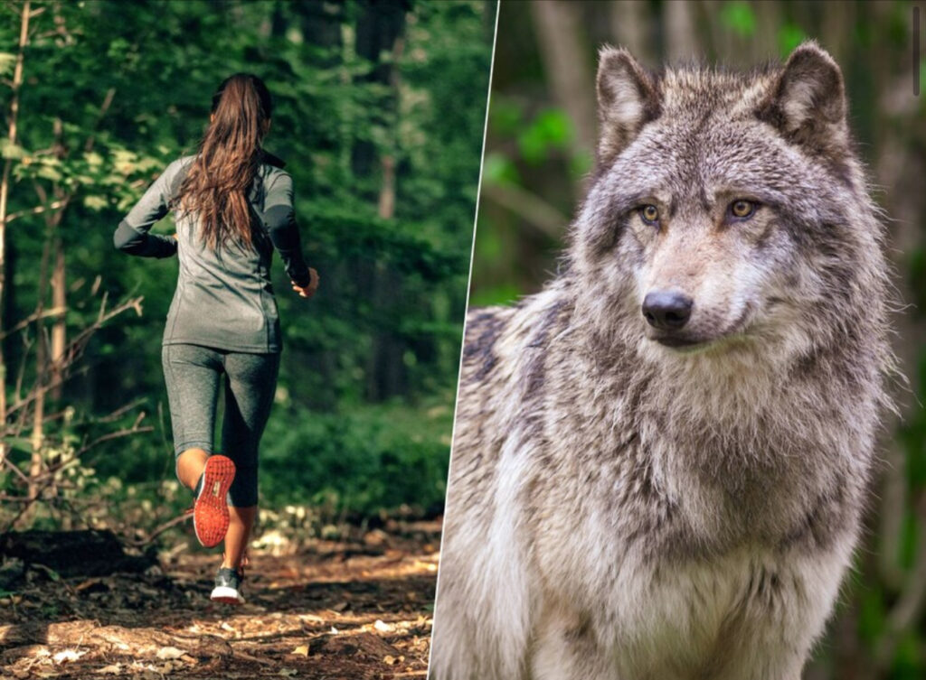 Wolvenpaniek in Leusden: sporters slaan alarm na nieuwe aanval – fluitjes en angst in het bos