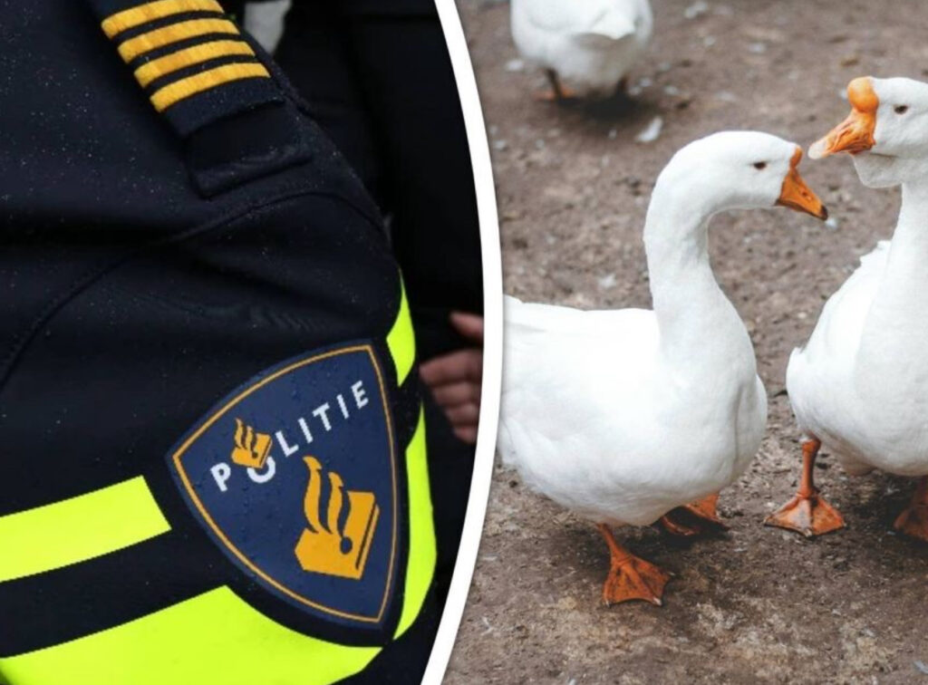 Dierenbeul slaat toe in bosgebied: dieren op gruwelijke wijze gedood