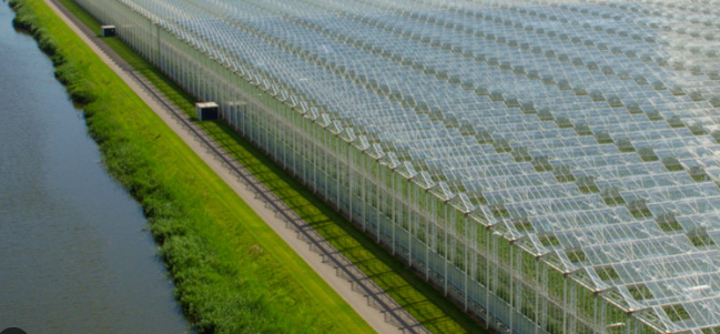 Ramp in Middenmeer: tientallen tomatenkassen storten tegelijk in – luchtbeelden tonen verwoesting!