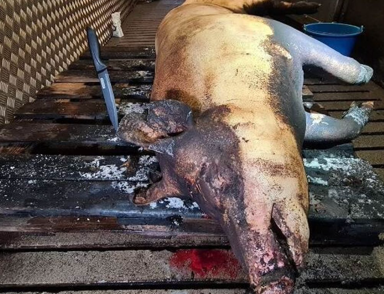 Varken dood in een slachthuis