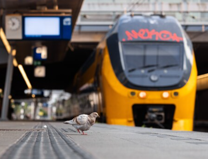 Duif op het station