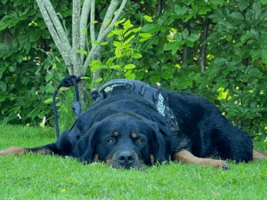 Hond Toby ligt op het gras
