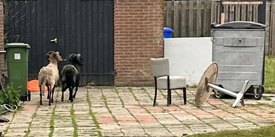 schapen rennen in een tuin