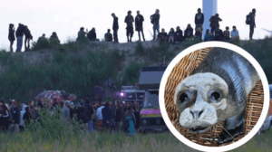 zeehond op een rave