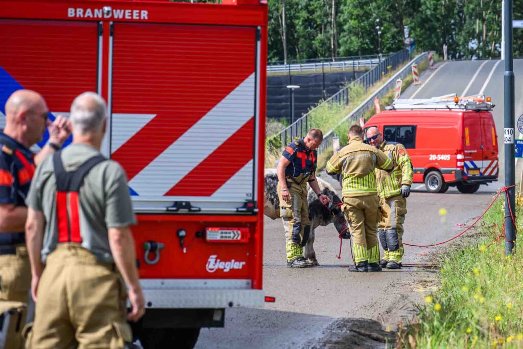 70 Koeien op de vlucht: Brandweer massaal uitgerukt na bizarre uitbraak in Moerdijk