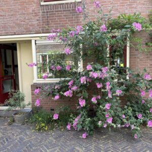 huis Keizerstraat Alkmaar