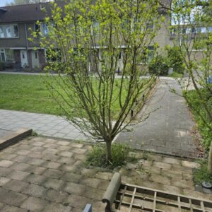 huis Torenmolen Purmerend