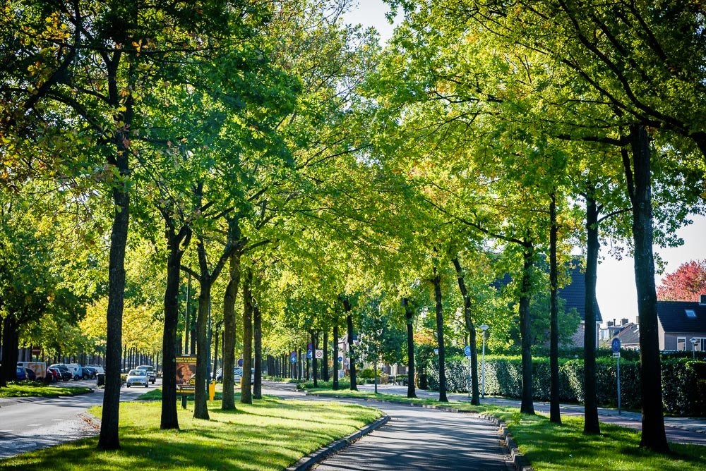 studio Schoonhout Etten-Leur - Afbeelding 3